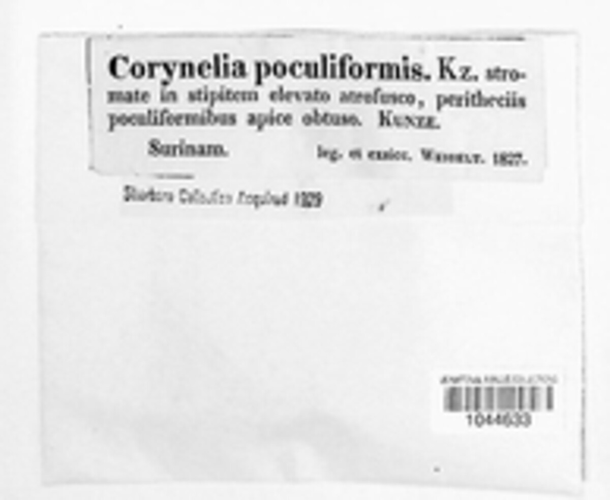 Corynelia poculiformis image